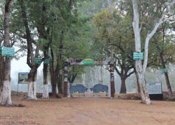 लातेहार में पर्यटन और वन्यजीव संरक्षण पर बढ़ा ध्यान: नेतरहाट और आसपास के क्षेत्रों में पर्यटकों की बढ़ती दिलचस्पी